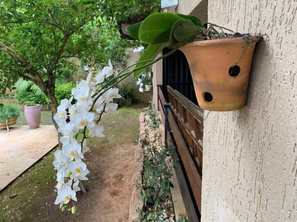 Mini orquídea em um vaso na parede