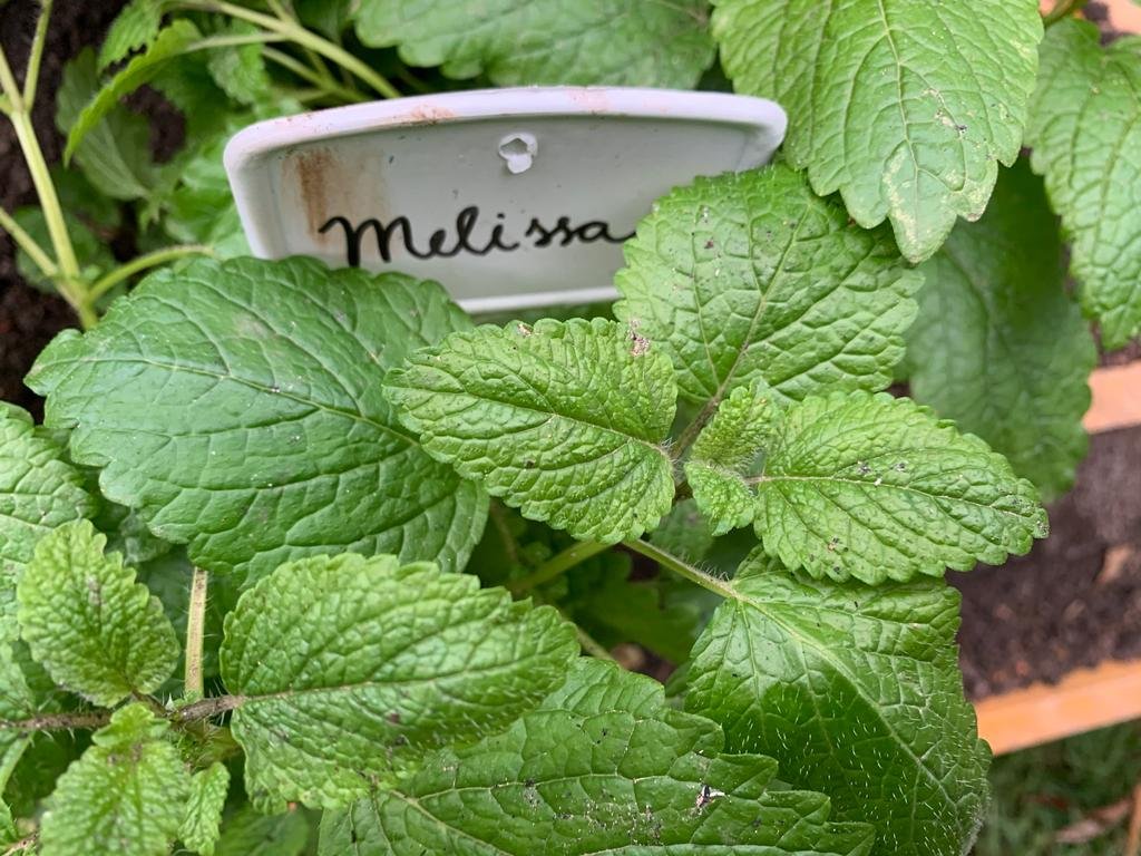 Pezinho de erva cidreira ou melissa