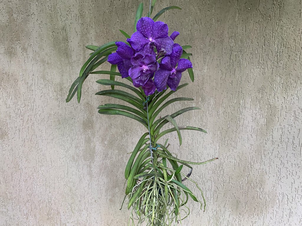 Orquídea Vanda florida