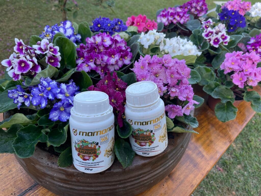 Mamona NG + 7 rochas