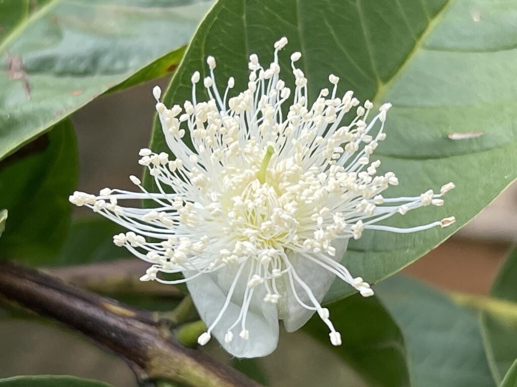 Flor da Goiba