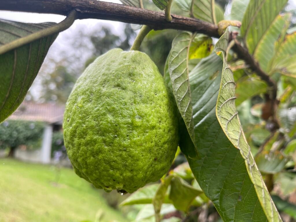 Imagem de uma goiaba no pé