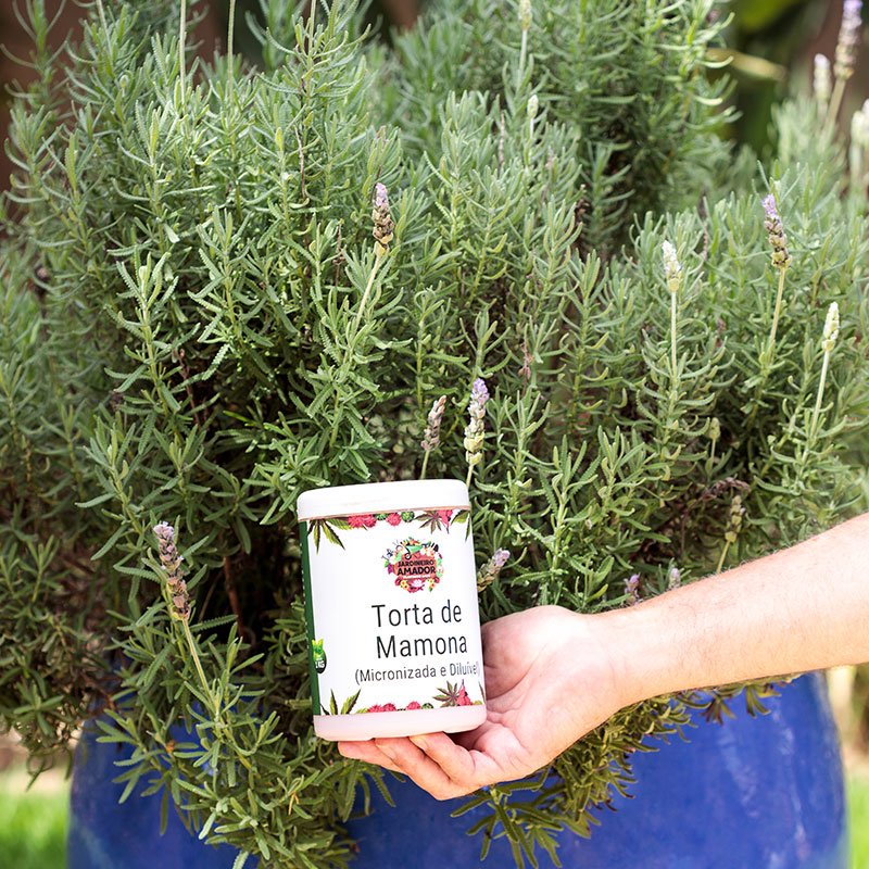 torta-de-mamona-lavanda-3