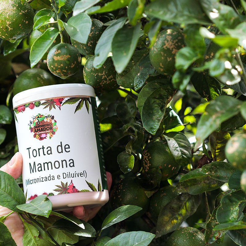 torta-de-mamona-limao