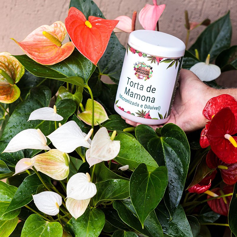 torta-de-mamona-mini-anturio