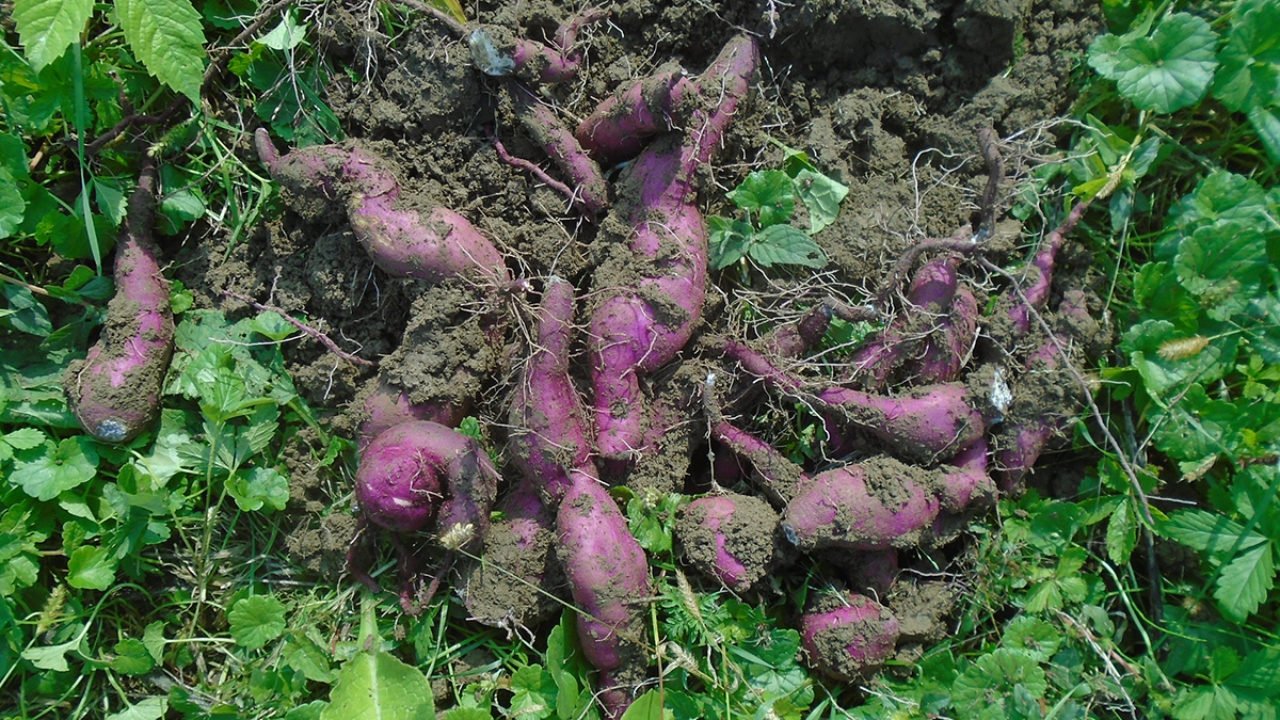 batata doce com a terra preparada