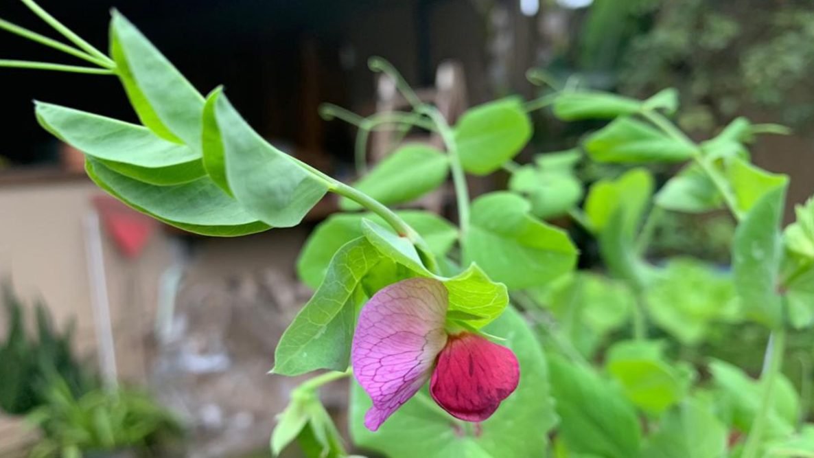 Plantar e adubar ervilha torta