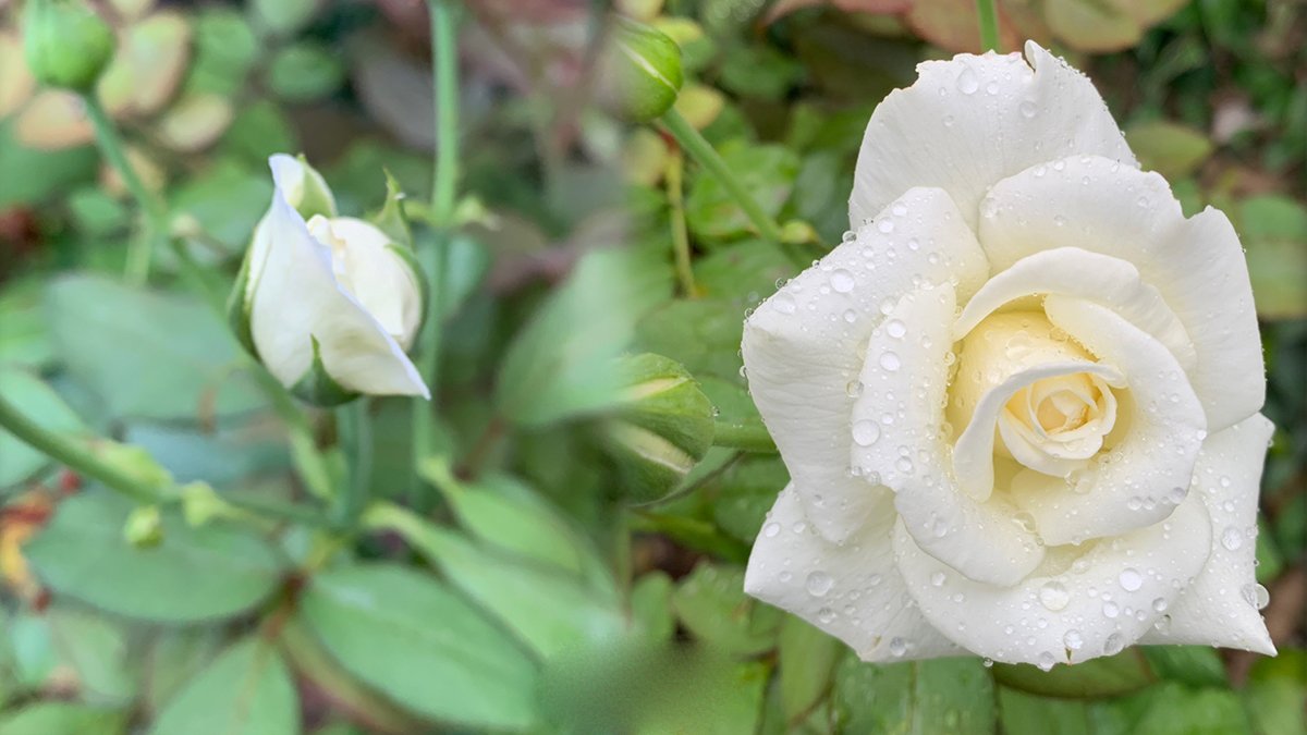 Botões de Rosas brancas após a poda