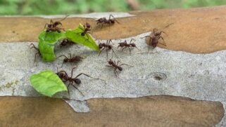 formiga carregadeira