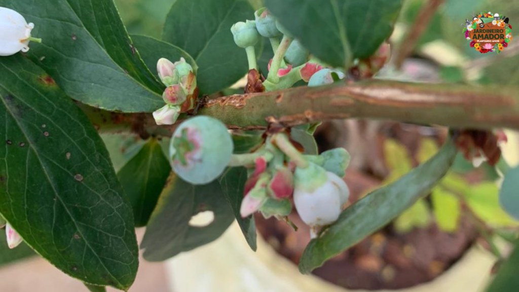 Demonstrar que árvores em vasos frutificam Imagem de mirtilos em pé plantado em vaso