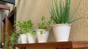 como fazer uma mini horta