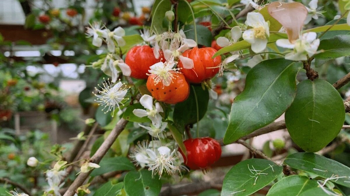 horta pomar e jardim