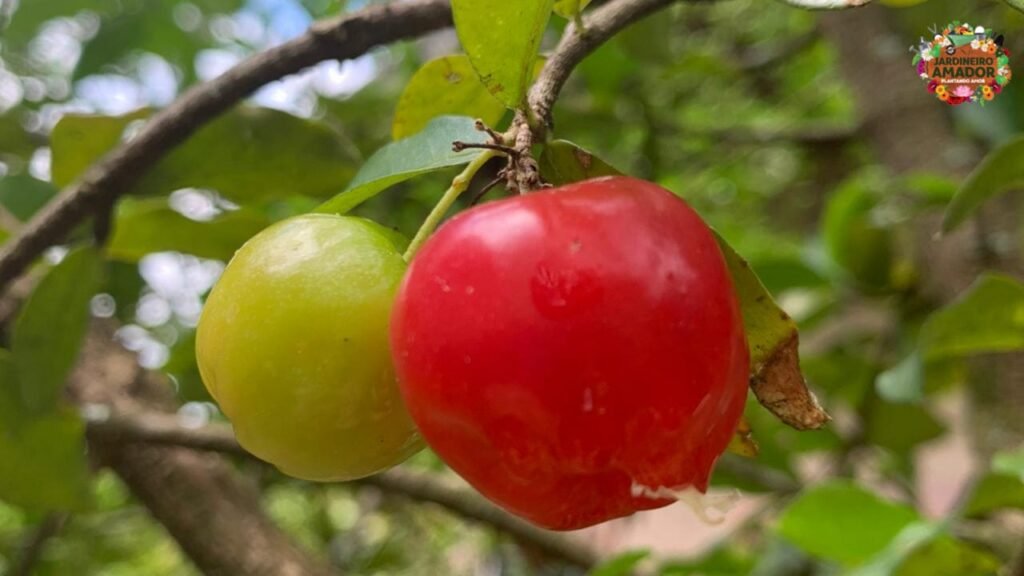 Imagem de acerolas verdes e maduras ainda na árvore