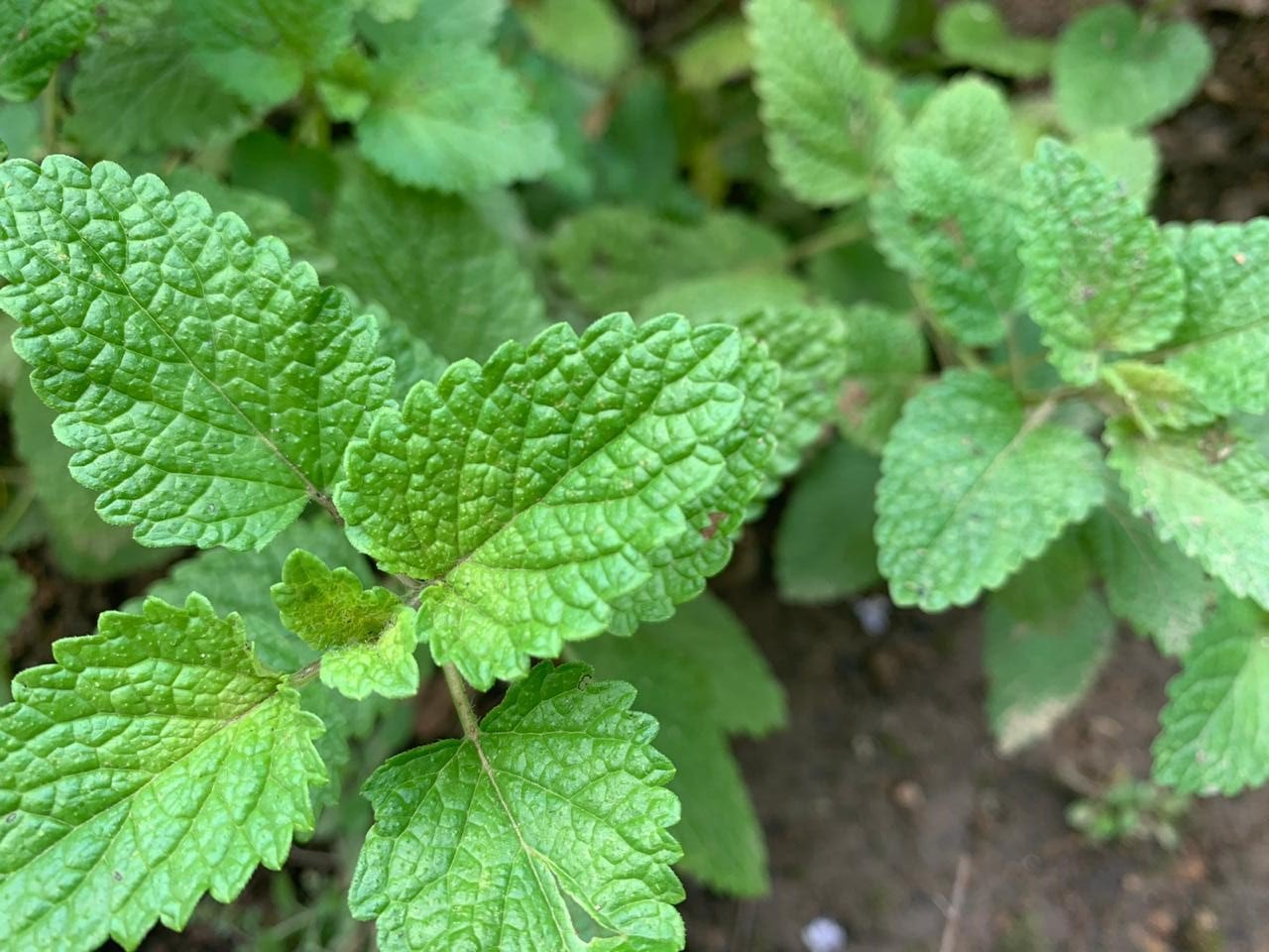 poderes-medicinais-da-erva-cidreira