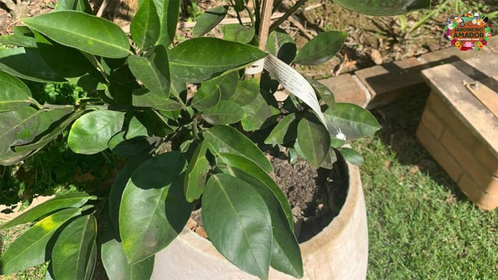 Laranja açúcar em vaso