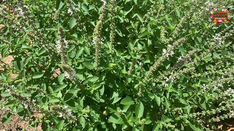 Manjericão com flores