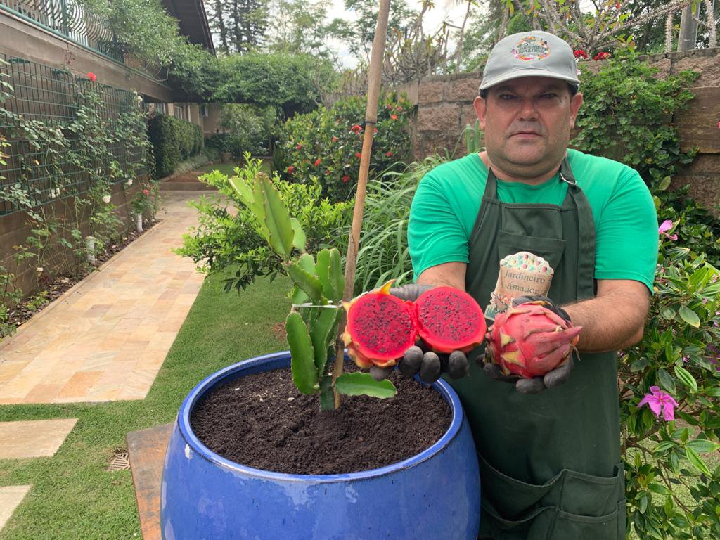 Pitaia do Jardineiro Amador