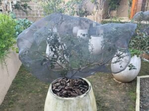 Jabuticaba-protegida-do-frio-e-geada-com-sombrite