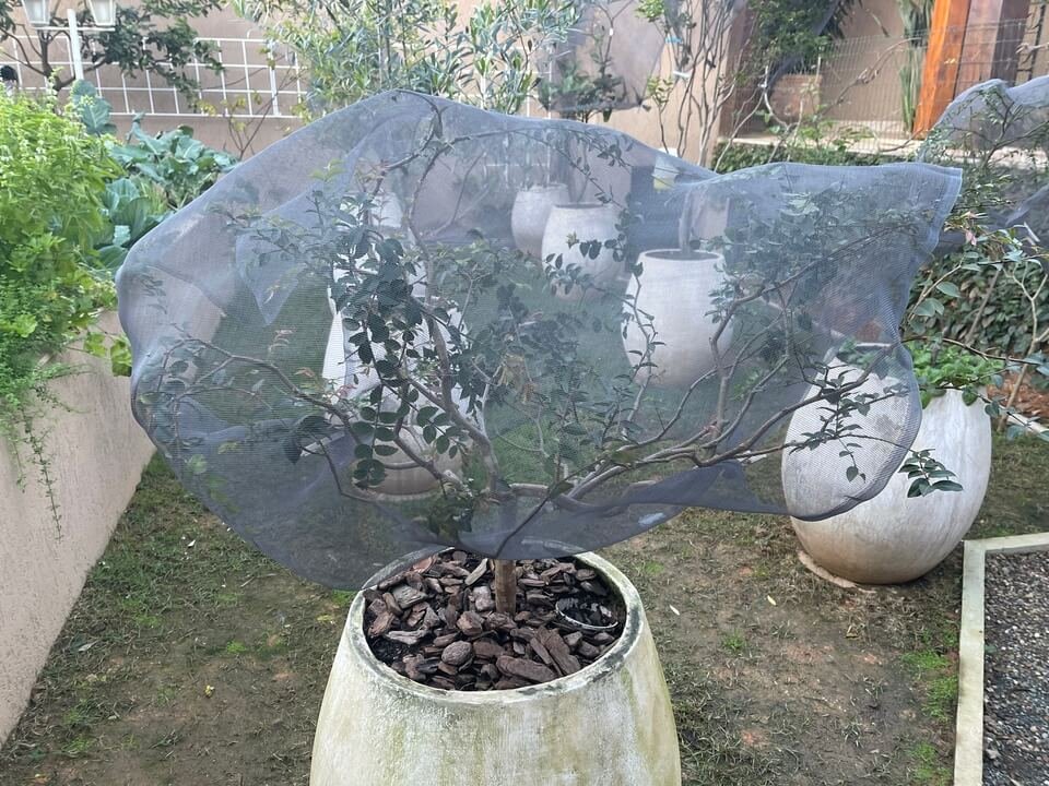 Jabuticaba-protegida-do-frio-e-geada-com-sombrite