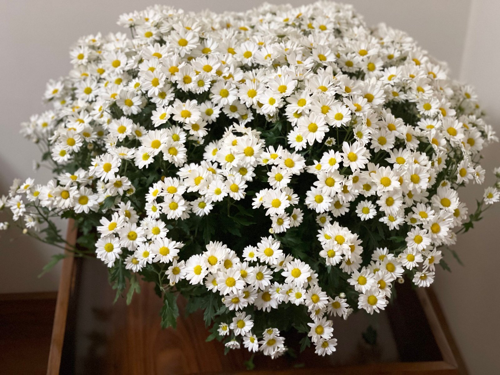 Bola belga do jardineiro amador