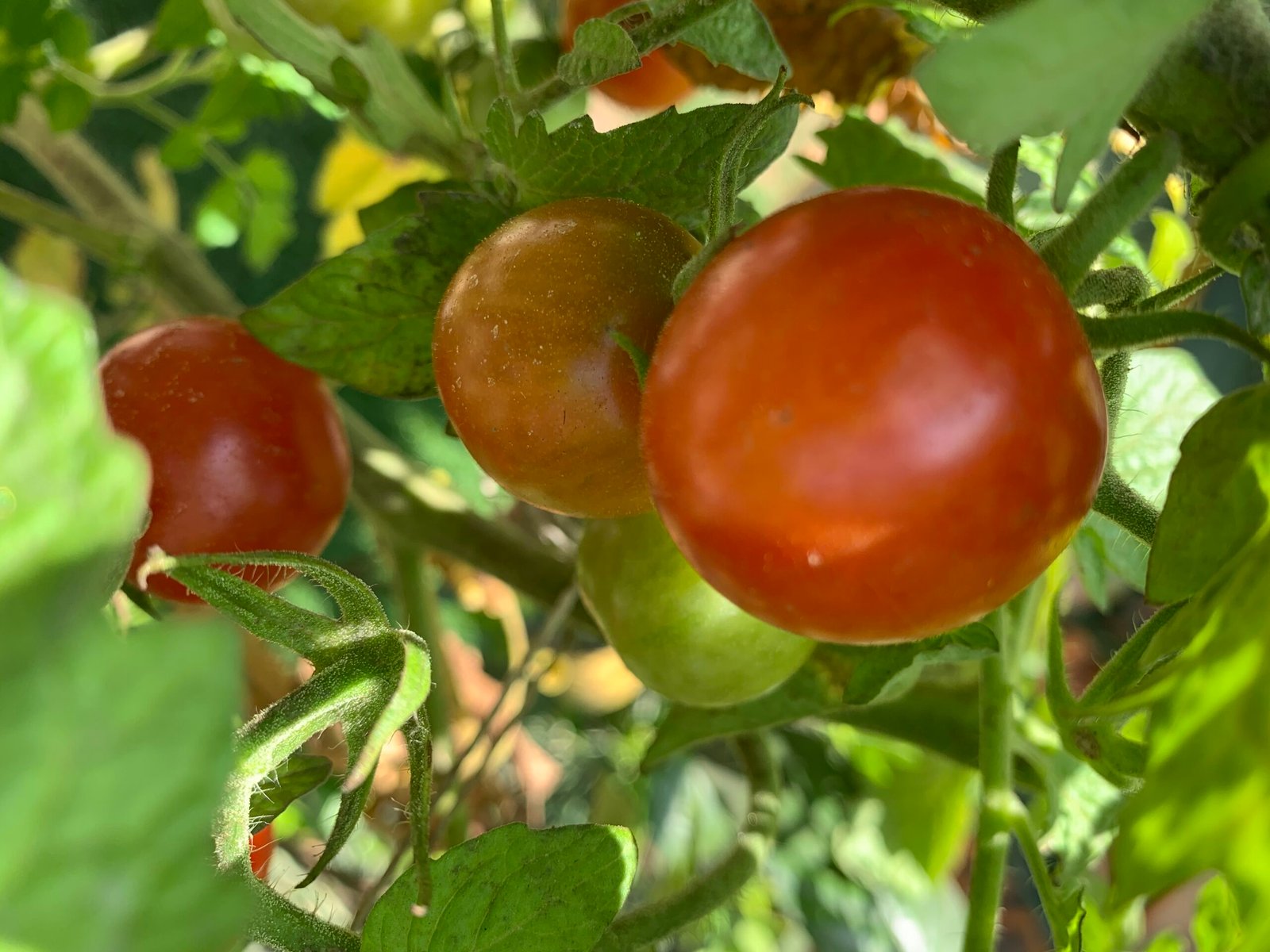 tomate cereja do jardineiro amador