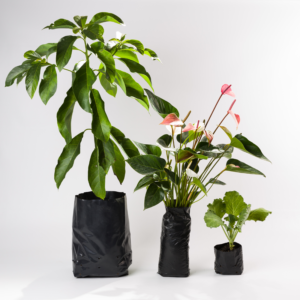 Saquinhos Para Fazer Mudas P, M E G